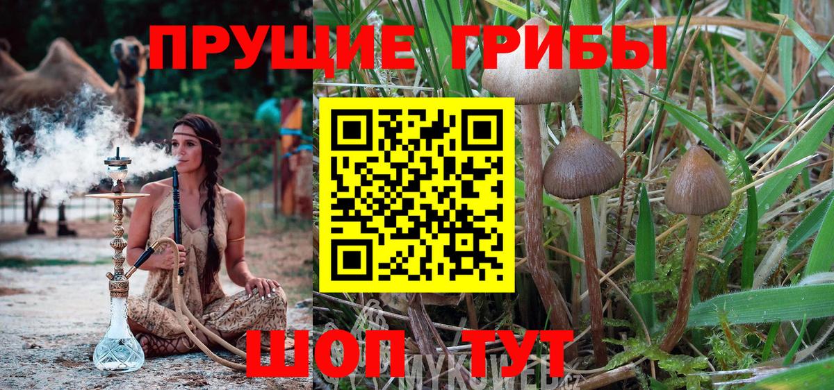 Псилоцибиновые грибы мицелий Ростов Великий